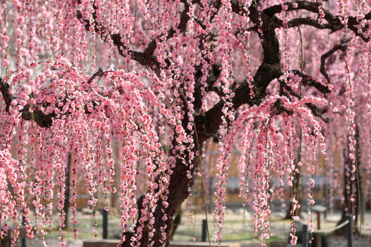 7 422 Best 綺麗 ピンク 春 枝 Images Stock Photos Vectors Adobe Stock