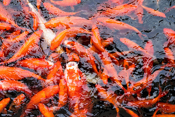 Obraz na płótnie Canvas Gold trout fish in clear water. A lot of fish on the fish farm