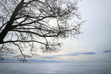 Fototapeta na wymiar Gulf of Finland in early spring frozen in snow and tree as background.