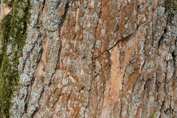 The bark of an old tree covered with a moss close up as texture and background