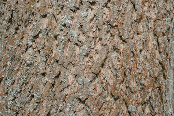 The bark of an old tree covered with a moss close up as texture and background