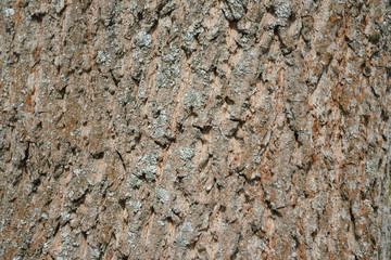 The bark of an old tree covered with a moss close up as texture and background