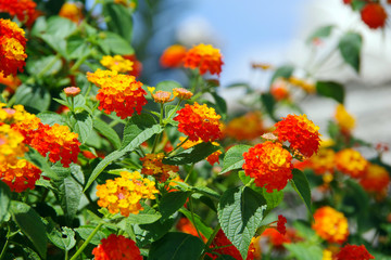 Bright yellow and orange inflorescences of lantana flower against the blue sky.