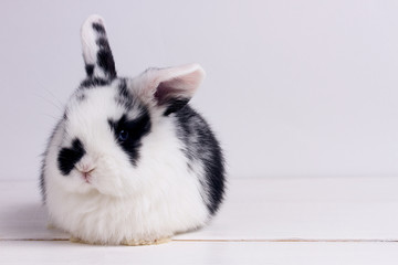 little rabbit on wooden background