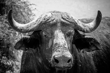 Naklejka premium Portrait Buffalo in Murchison falls