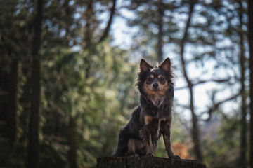 Portrait Hund im Wald im Frühling mit Bäumen im Hintergrund mit Sonnenschein