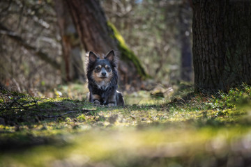 Portrait Hund im Wald im Frühling mit Bäumen im Hintergrund mit Sonnenschein