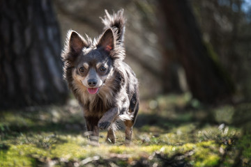 Portrait Hund im Wald im Frühling mit Bäumen im Hintergrund mit Sonnenschein