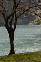 Naklejka na ściany i meble 奥多摩湖と桜