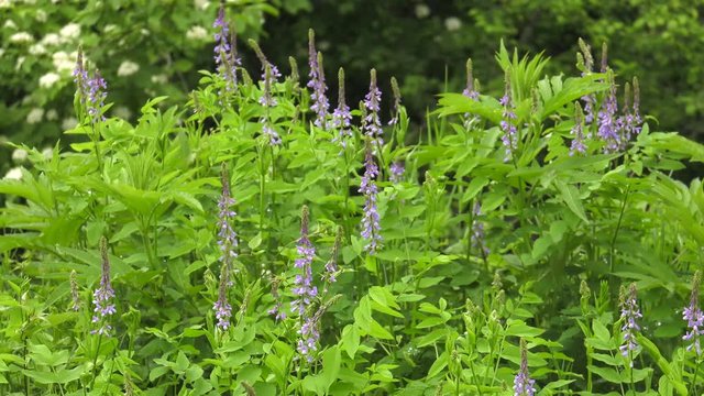 Blooming Galega officinalis.