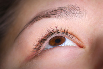 Obraz premium Eyelash extension procedure, woman eye with Long eyelashes