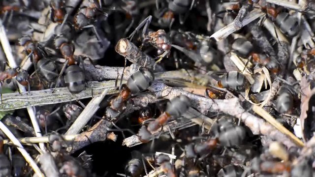 gros plan sur les fourmis rouges