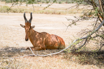 Damaliscus in Murchison Falls