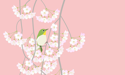 メジロと枝垂れ桜　ピンク色背景