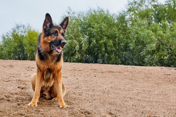 Dog German Shepherd outdoors on sand in a summer