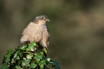 A female sparrowhawk Accipiter nisus perched on top of an ivy covered post. It is looking alert to the right
