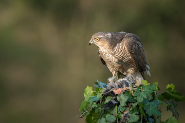 A female sparrowhawk Accipiter nisus perched on top of an ivy covered post with its prey. It is looking alert to the left protecting her prey of a bullfinch