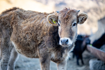 portrait of cows on the farm