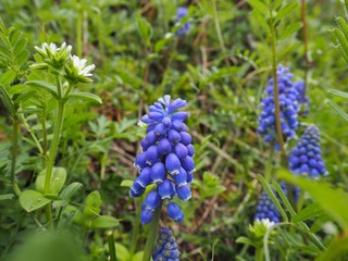 春の野に咲くムスカリ