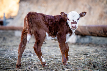 calf  © MikeFrame