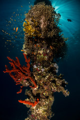 Fototapeta na wymiar old jetty underwater shams diving center safaga