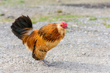 Rooster chicken rural setting livestock bird