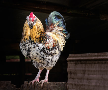 Rooster chicken rural setting livestock bird
