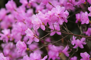 In the garden of the Tenryu-ji temple (Kyoto - Japan)