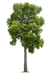 Big tree isolated on white background with clipping paths for garden design