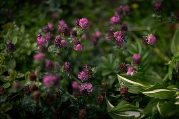 Дикий клевер во дворе у дома