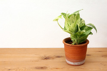 green-white pothos plant in pot on white and wooden background