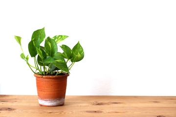 green-white pothos plant in pot on white and wooden background