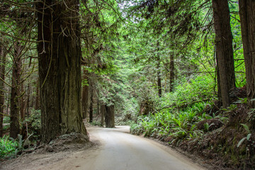 Fototapeta premium Road in the misty forest of Redwood National Park California USA