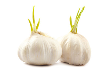 Garlic head isolated on white background.