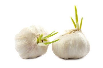 Garlic head isolated on white background.
