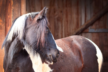 Side view portrait of a beautiful dark brown and white Pinto Horse in front of wooden stable door