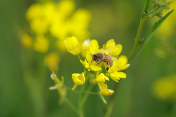 菜の花とミツバチ