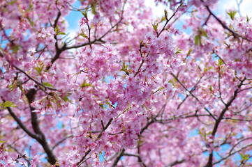 河津桜