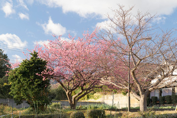 日本河津正月桜　早咲きの桜