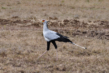 Secretarybird in savannah
