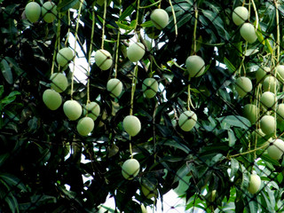 green pears on the tree