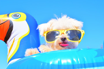 white puppy maltese dog with sunglasses