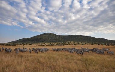Zebras in savannah