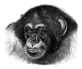 Chimpanzee (Troglodytes Niger) - Vintage illustration from Meyers Konversations-Lexikon 1897
