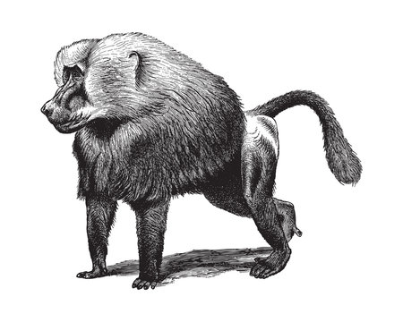 Baboon (Cynocephalus Hamadryas) - Vintage illustration from Meyers Konversations-Lexikon 1897