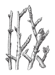 Branches / vintage illustration from Meyers Konversations-Lexikon 1897