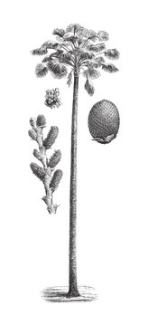 Moriche Palm (Mauritia vinifera) / vintage illustration from Meyers Konversations-Lexikon 1897