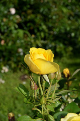 Roses in the garden.
