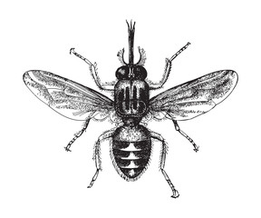 Tik-Tik fly or Tsetse fly (Glossina morsitans) / vintage illustration from Meyers Konversations-Lexikon 1897 - obrazy, fototapety, plakaty