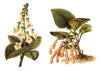 links Magic Flowers (Achimenes amabilis) und rechts Sinningia (Sinningia leucotricha) / Vintage-Illustration aus Meyers Konversations-Lexikon 1897 © Hein Nouwens